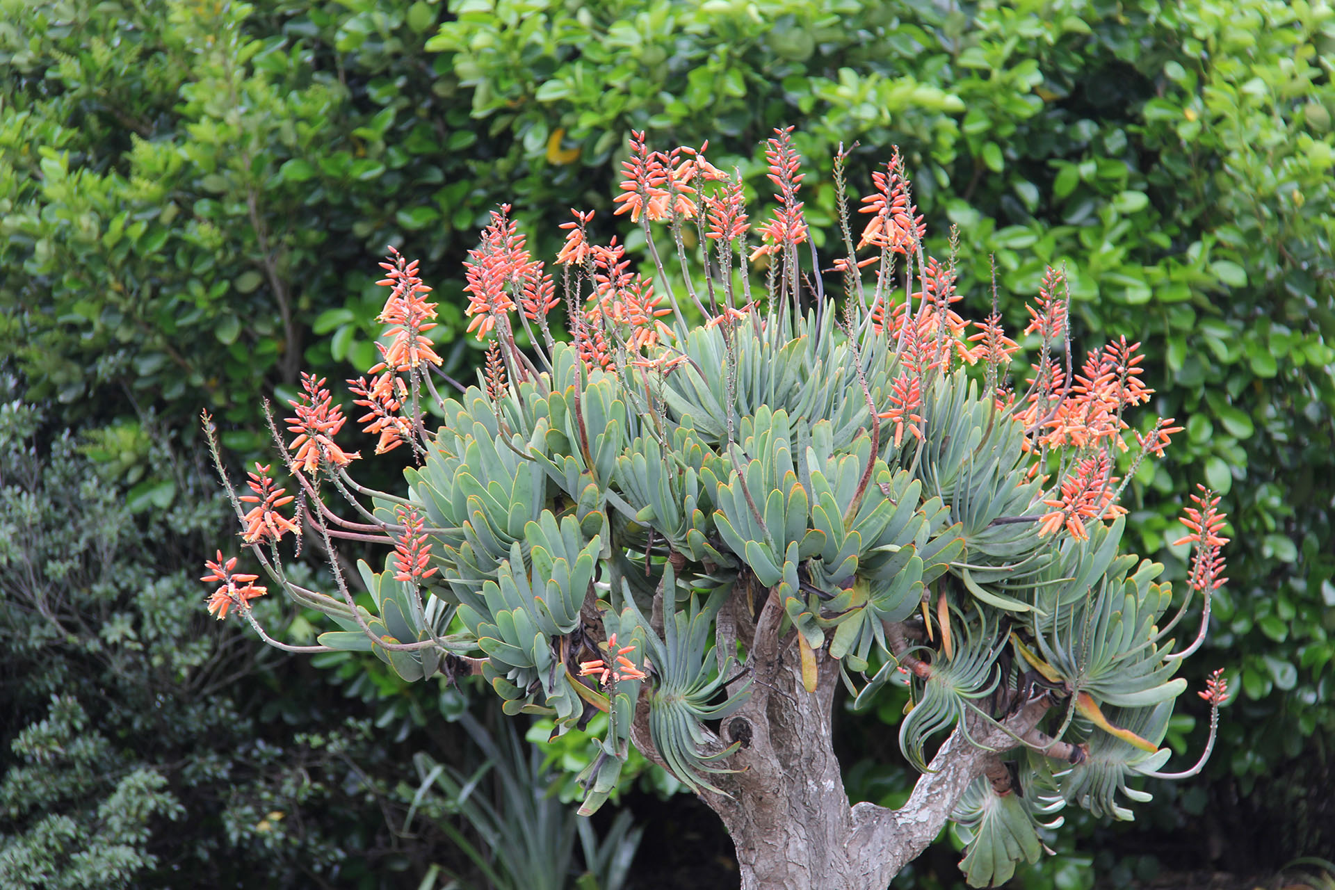 Aloe Plicatilis For Sale